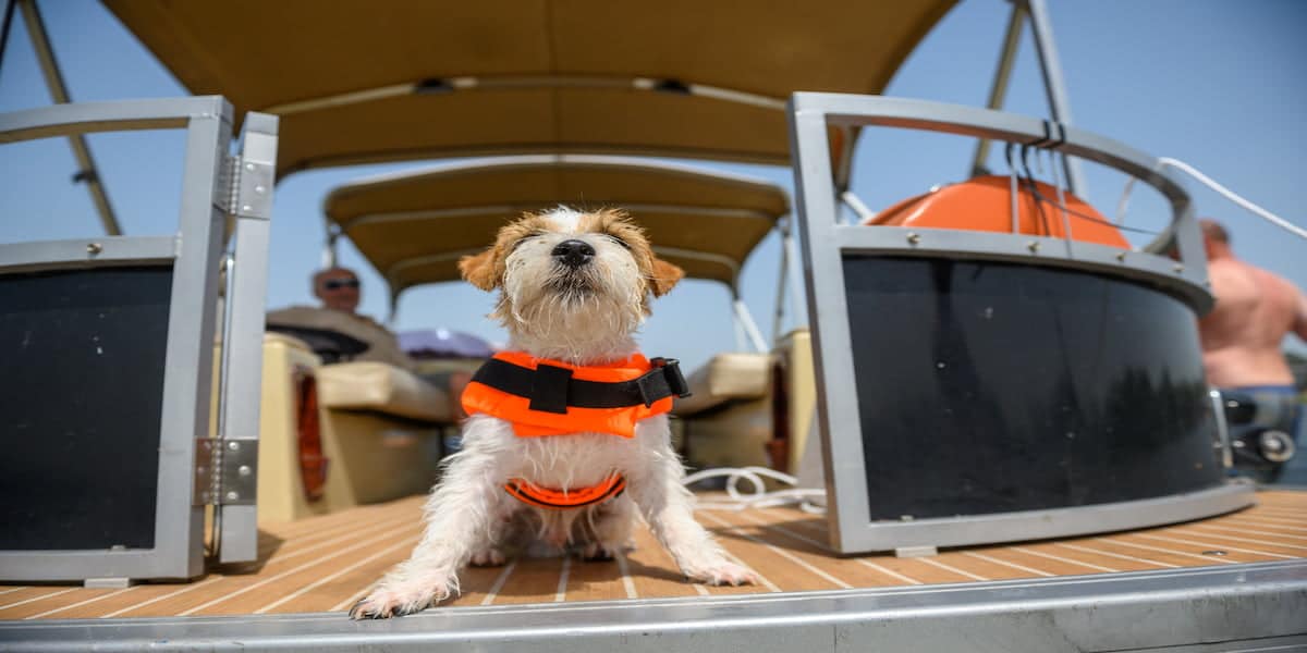 A small dog wearing a bright orange life jacket on a boat, showcasing adherence to Florida life jacket laws and the importance of safety for all passengers, even pets.